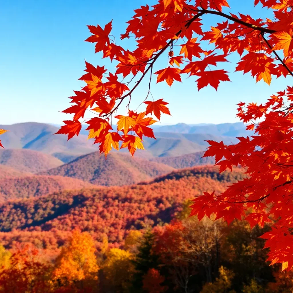 Vibrant autumn foliage in the mountains of Western North Carolina.